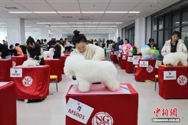 策略盈 两岸交流开掘新赛道  “毛孩子”成技能互鉴新载体